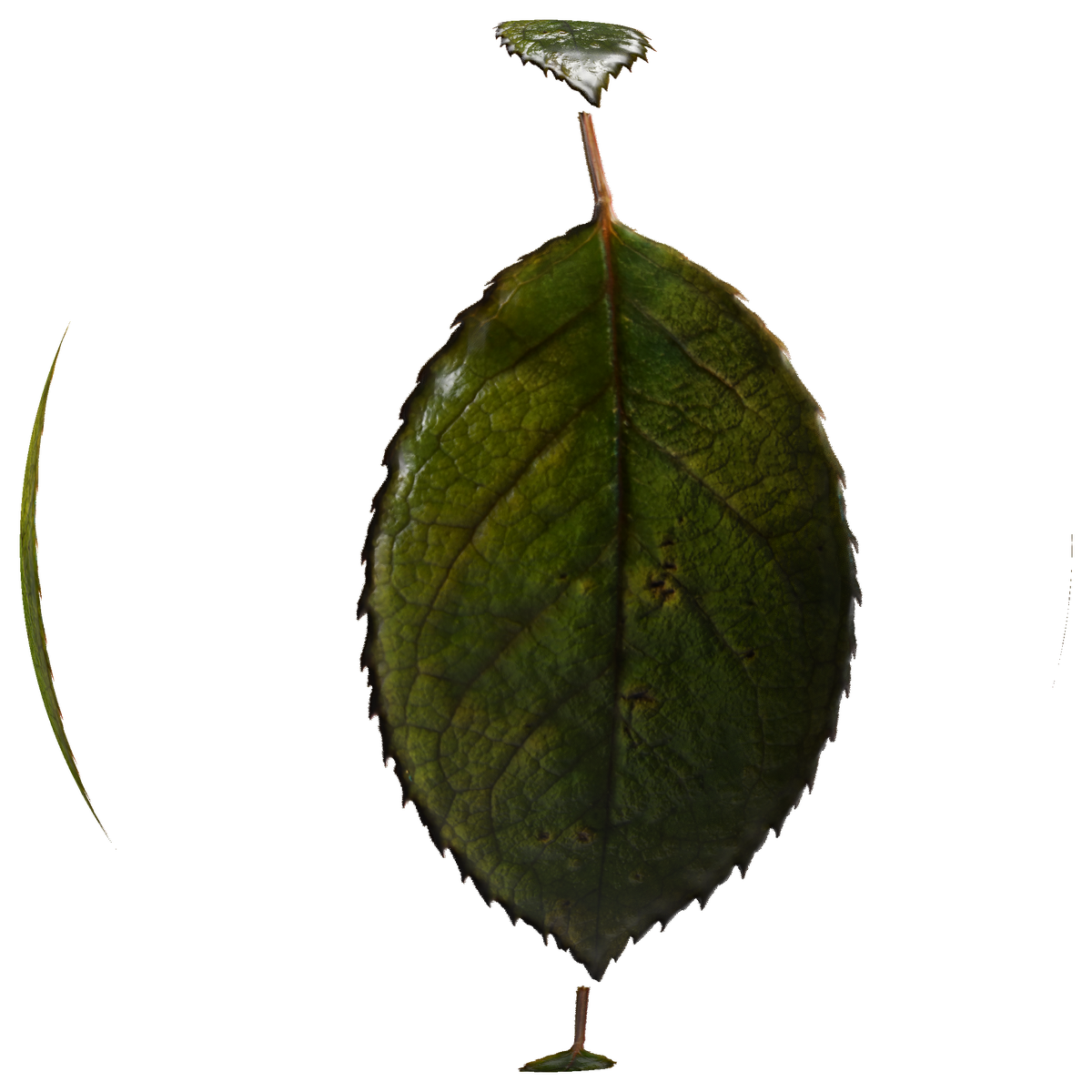 Rose leaf Substance Material on Substance 3D Community Assets