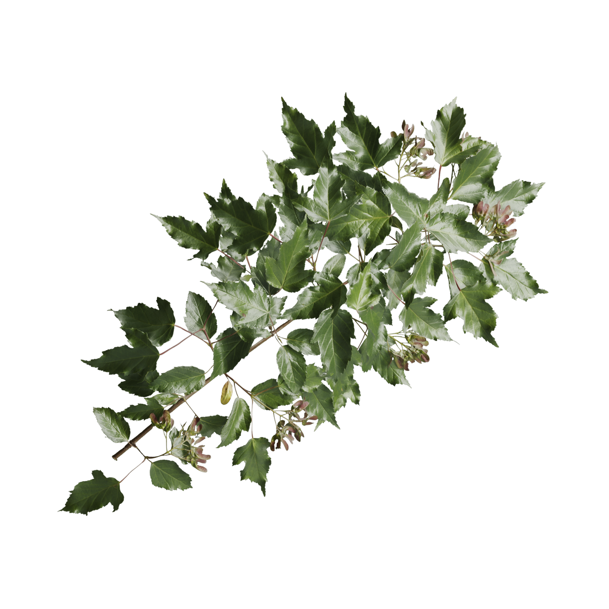 Amur Maple Branch Front Side on Substance 3D Assets