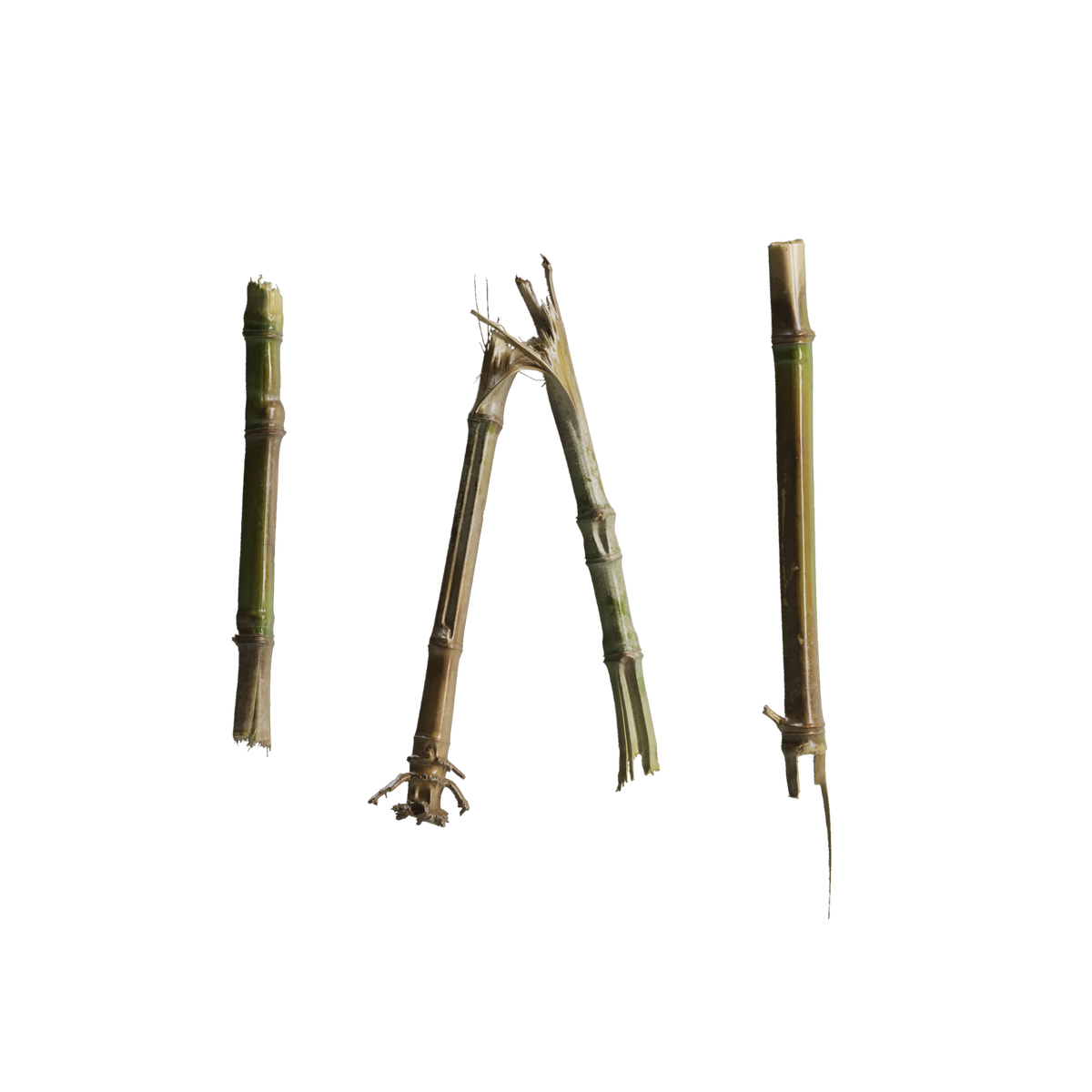 Medium Broken Bamboo Sticks 02 on Substance 3D Assets
